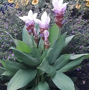 Meet your Posher, Tami